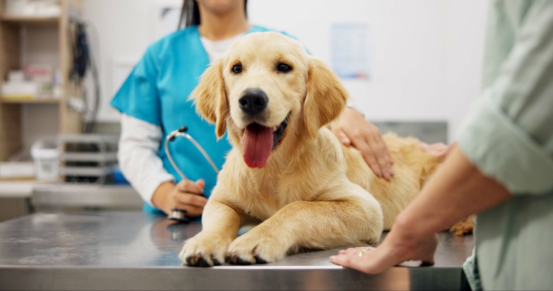 Golden retriever lying on a vet exam table with staff gently holding the dog. Golden retriever lying on a vet exam table with staff gently holding the dog.