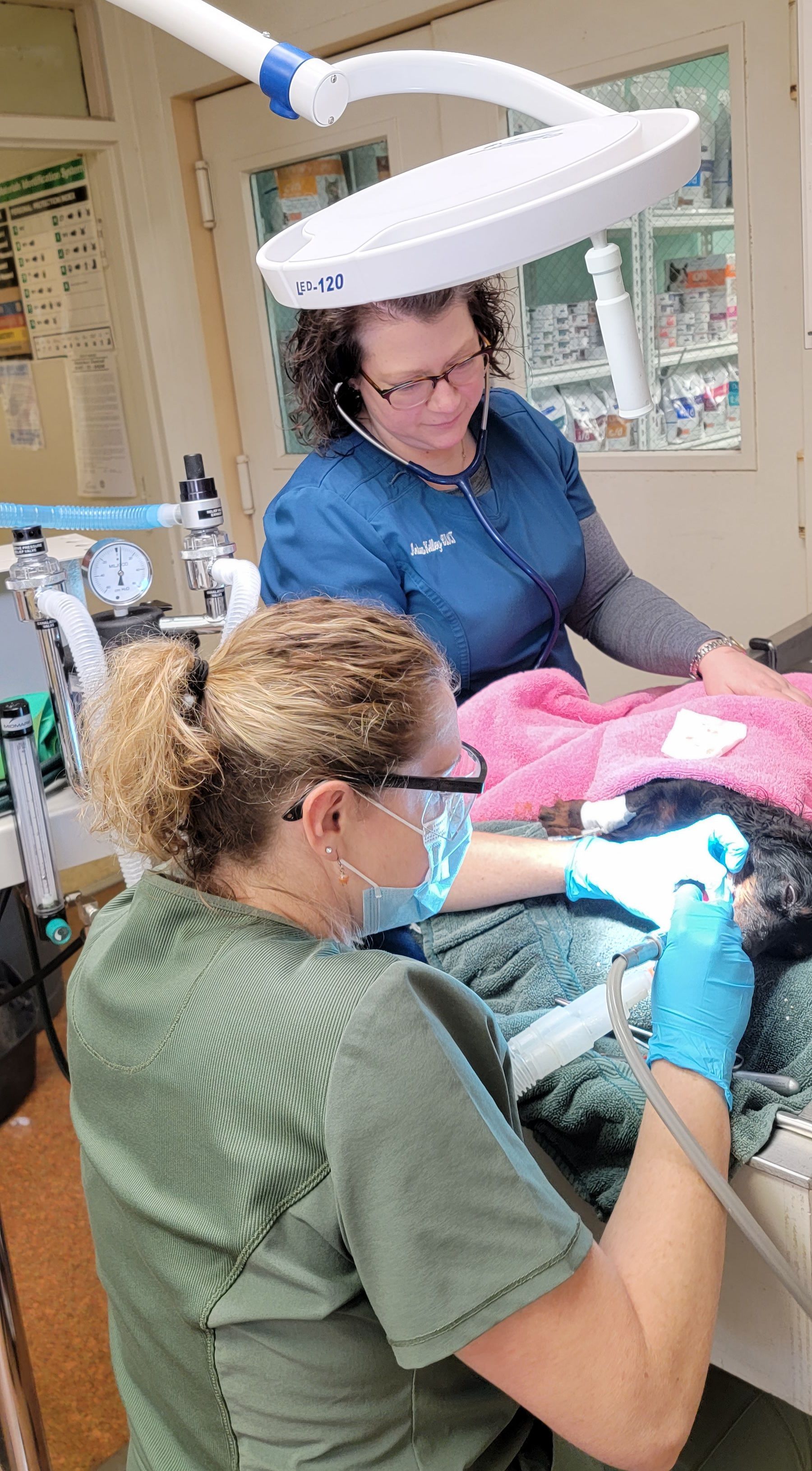 A person is injecting a dog 's paw with a syringe.