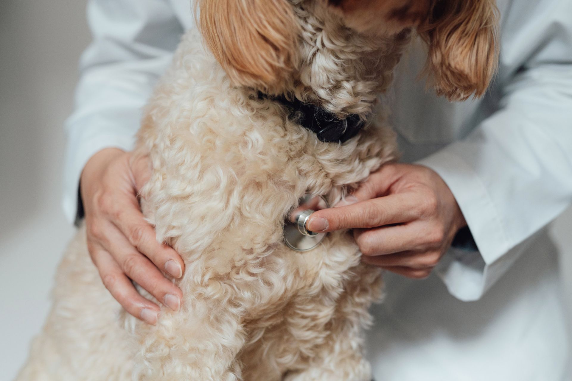Veterinarian using a stethoscope to check a curly-haired dog’s chest.