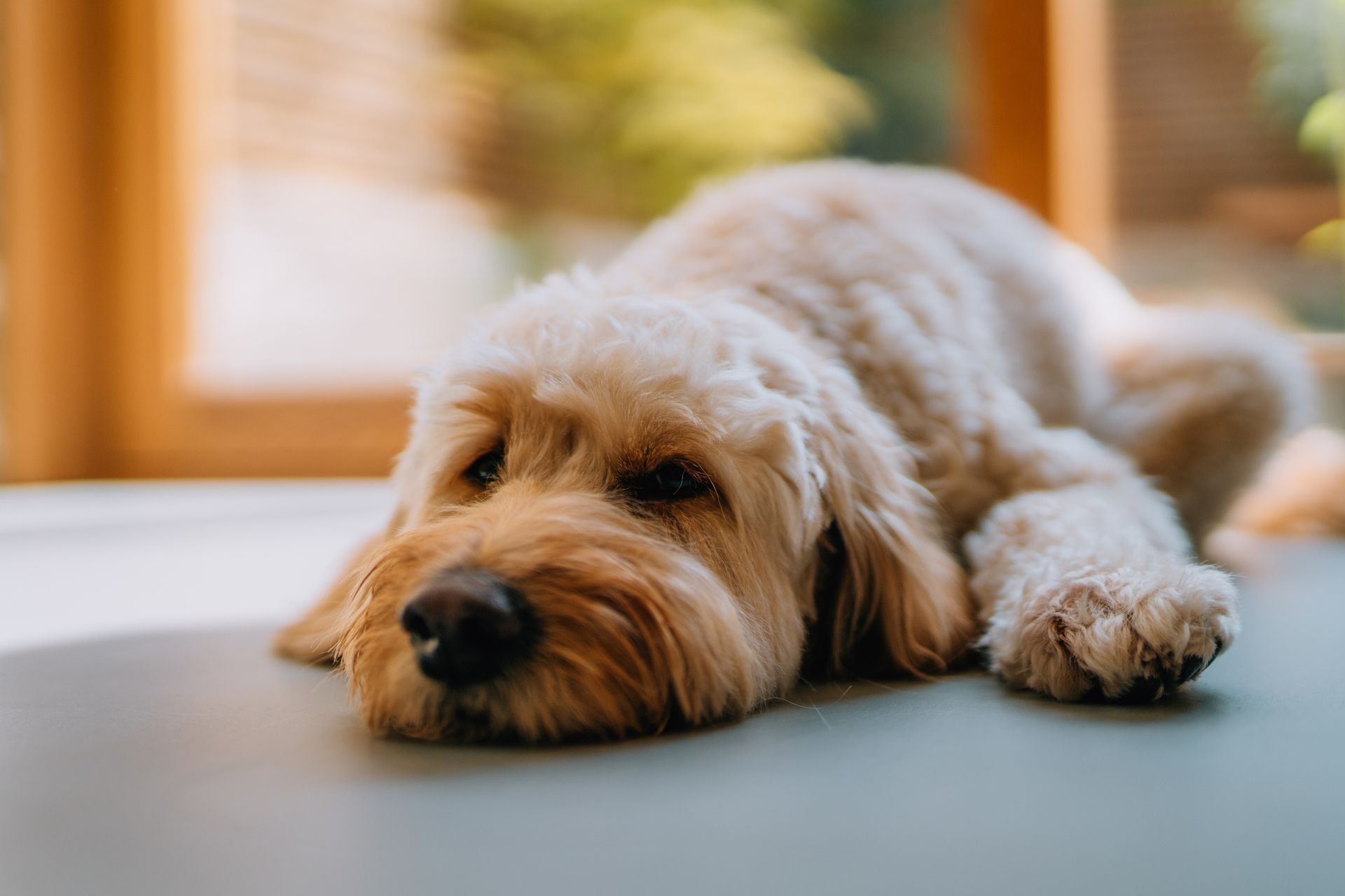 Dog lies calmly on floor with relaxed eyes and gentle posture. Dog lies calmly on floor with relaxed eyes and gentle posture.
