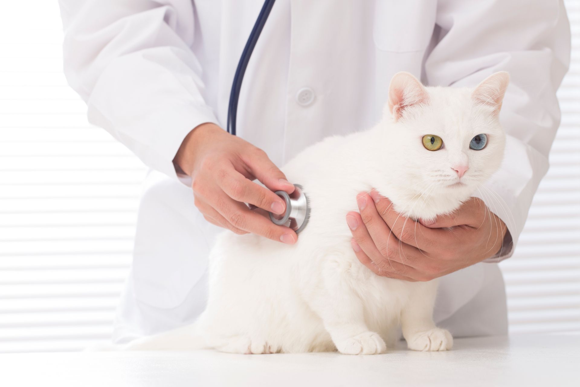 A doctor is examining a white cat with a stethoscope.