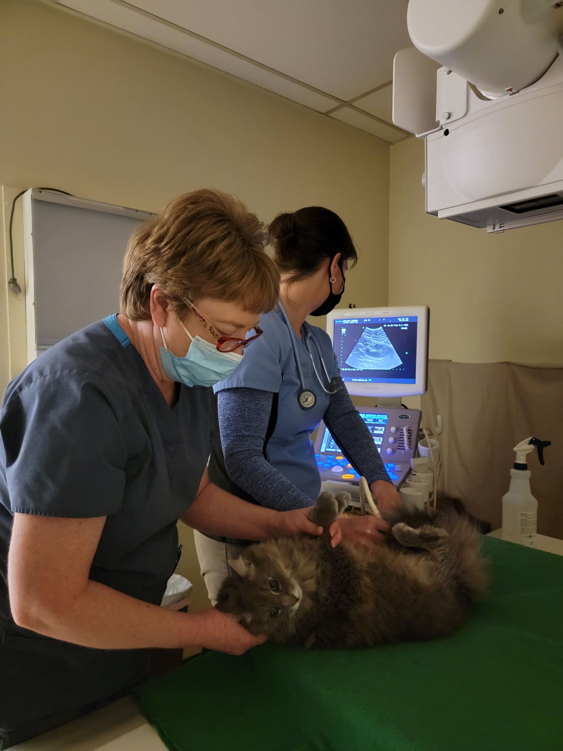 Two women are examining a cat in a veterinary clinic.