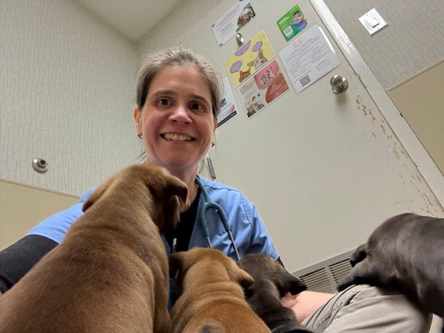 A kitten and a puppy are looking at each other on a bed.