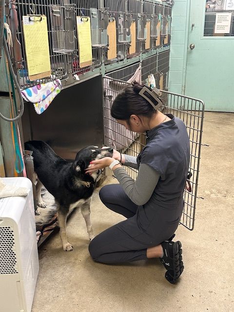 A bunch of pictures of cats and dogs are hanging on a wall.