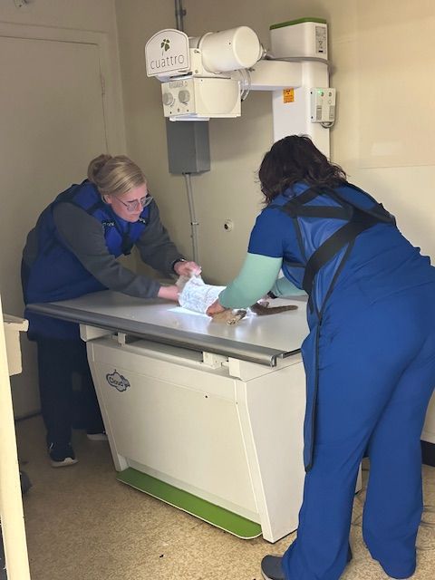 A veterinarian is operating on a dog in an operating room.
