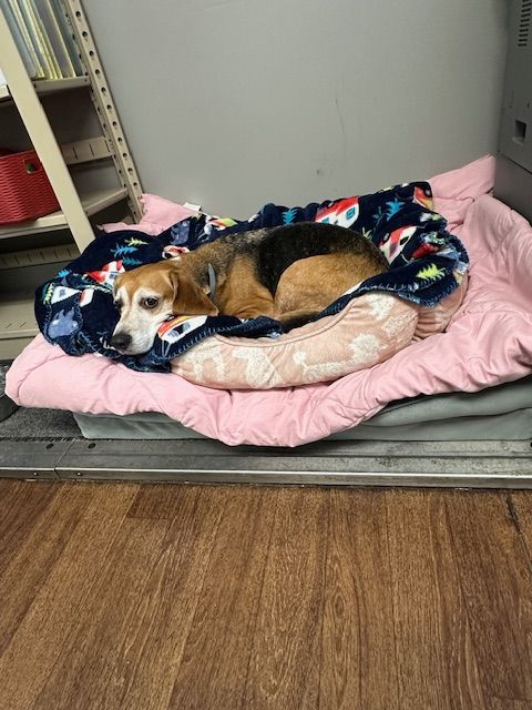 A close up of a golden retriever looking up at the sky.