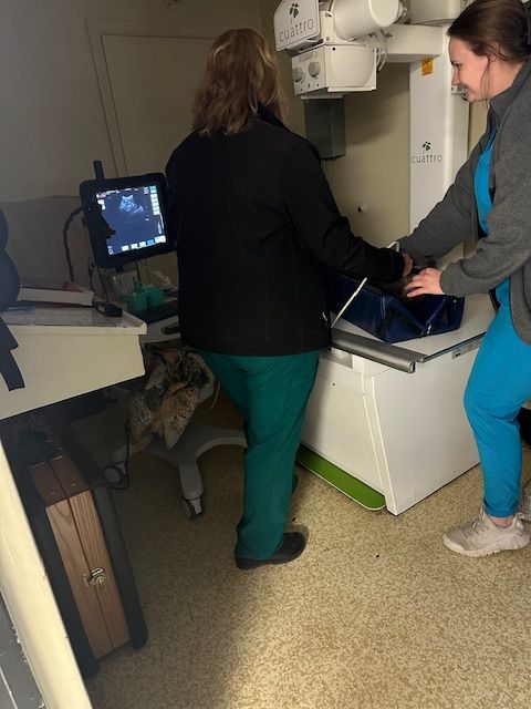A dog is being examined by two veterinarians in a veterinary clinic.