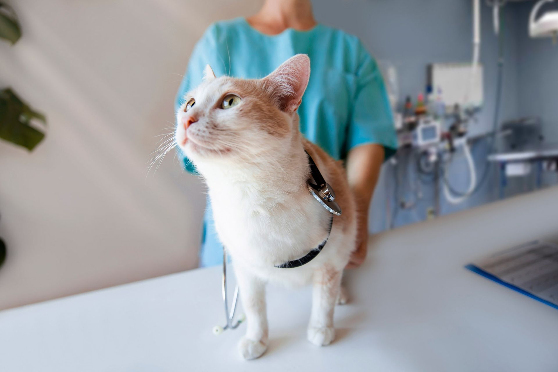 Cat on exam table with a stethoscope during a veterinary check-up. Cat on exam table with a stethoscope during a veterinary check-up.
