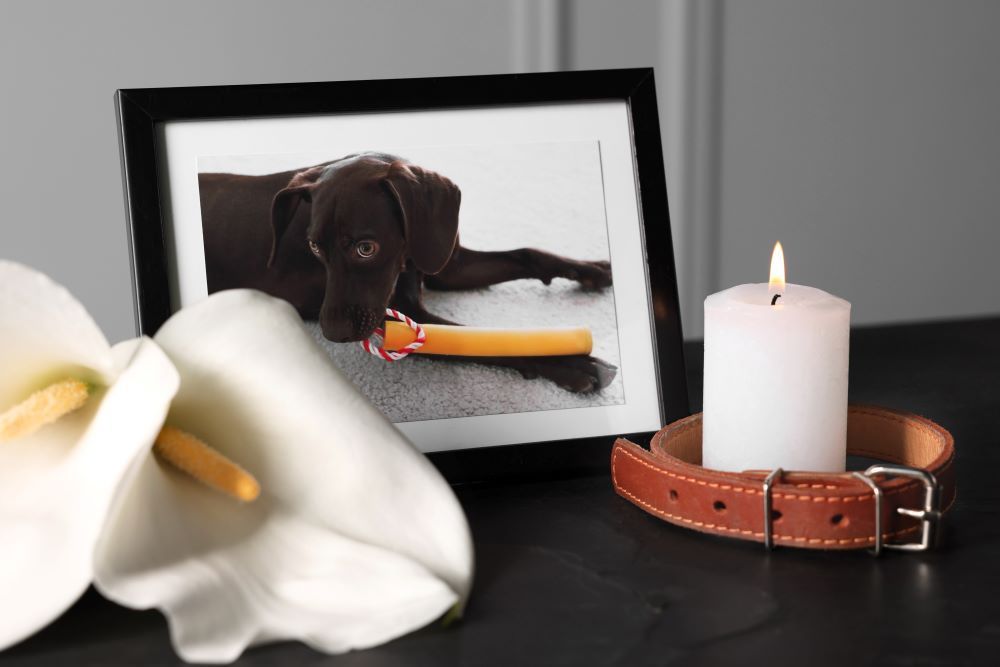 South Arkansas Pet Cremations   South Arkansas Pet Cremations Grief Support 1920w 