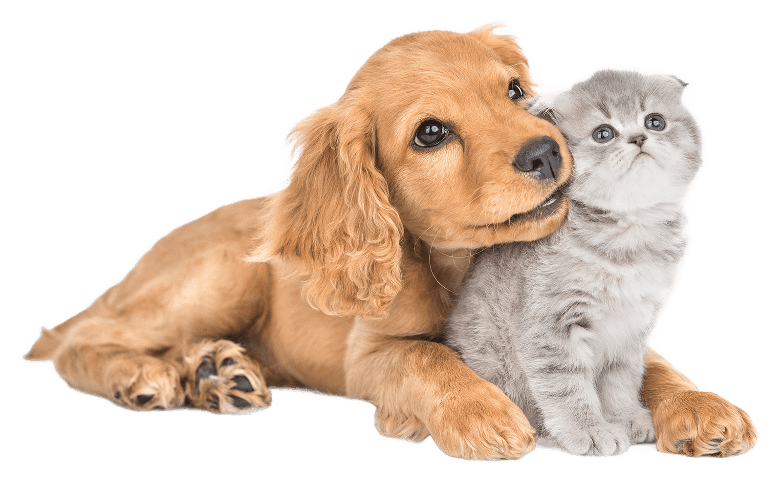 a dog and a kitten are laying next to each other on a white background .
