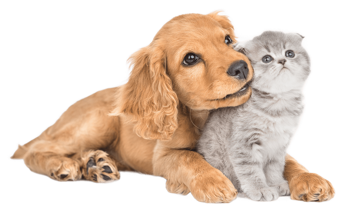 a dog and a kitten are laying next to each other on a white background .