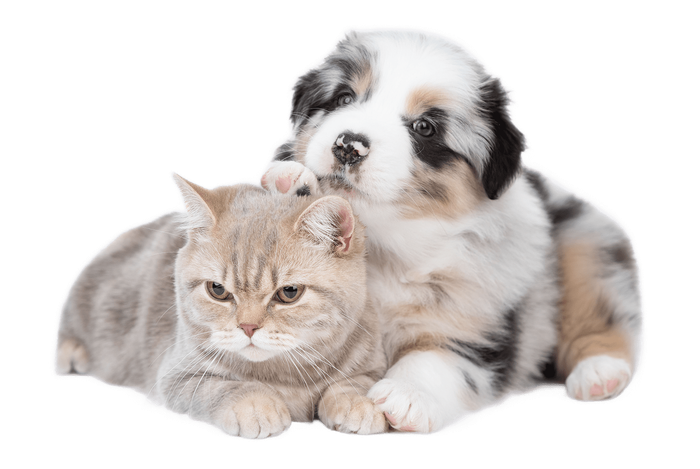 a puppy and a cat are laying next to each other on a white background .