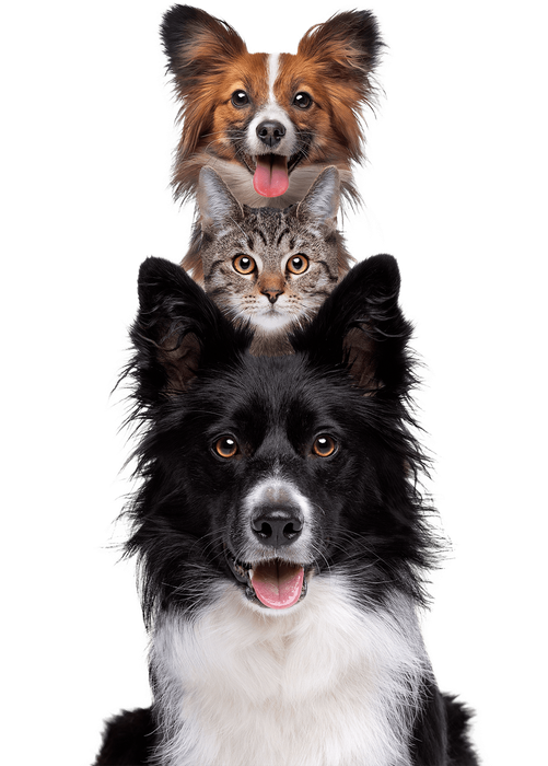 a dog and a cat are sitting on top of each other on a white background .
