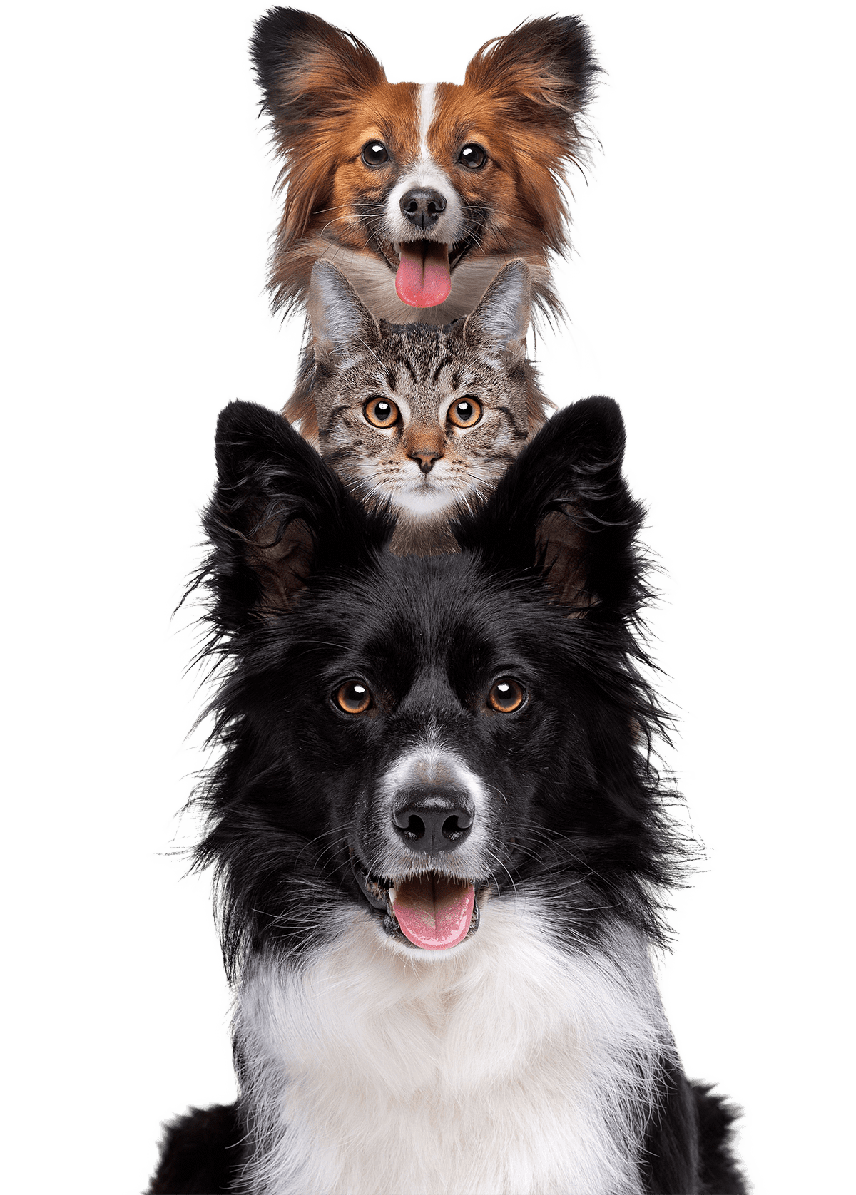 a dog and a cat are sitting on top of each other on a white background .