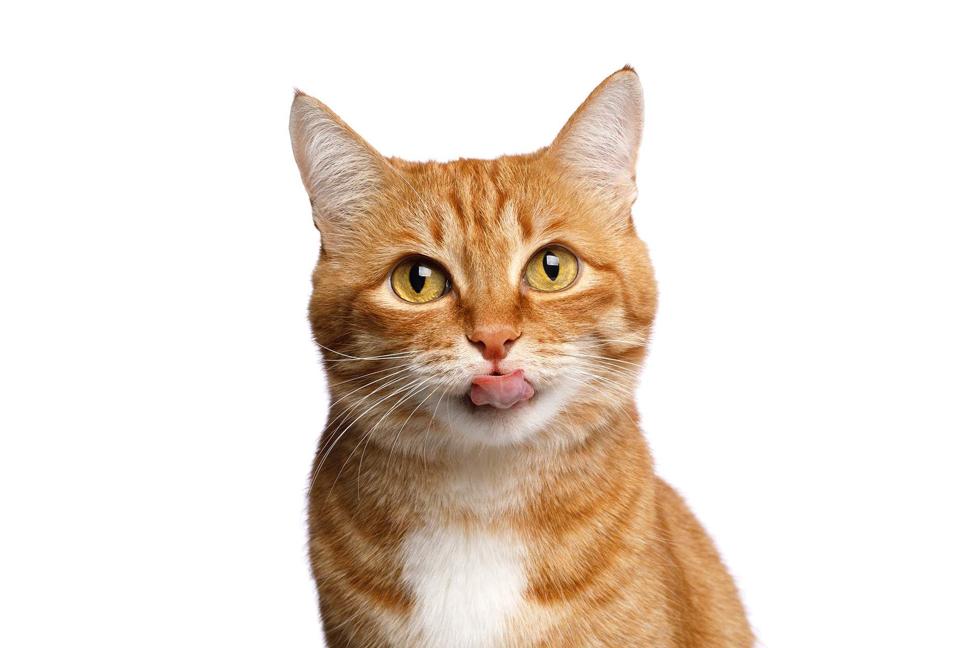 a close up of an orange and white cat sticking its tongue out .