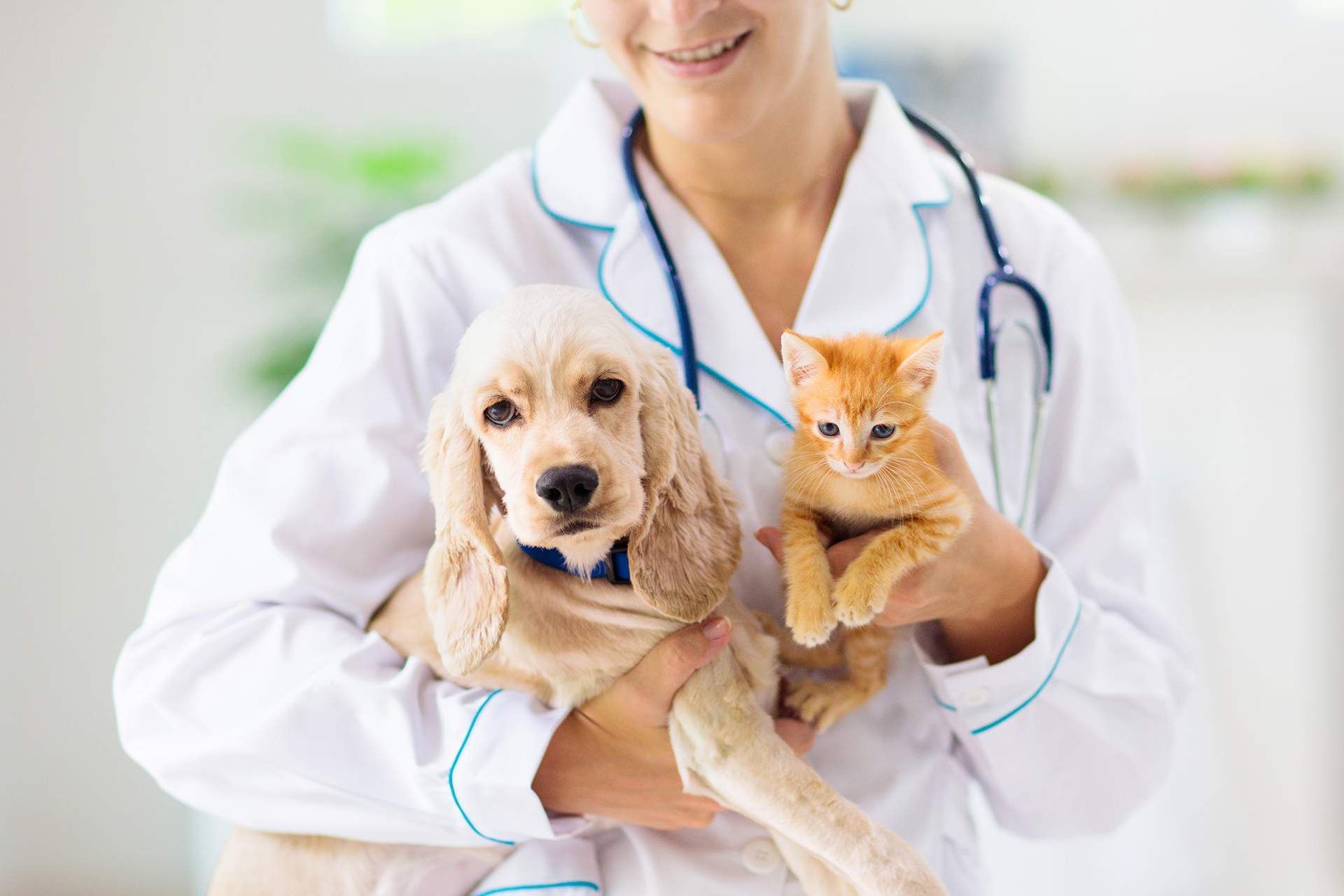 a female veterinarian is holding a dog and a kitten .