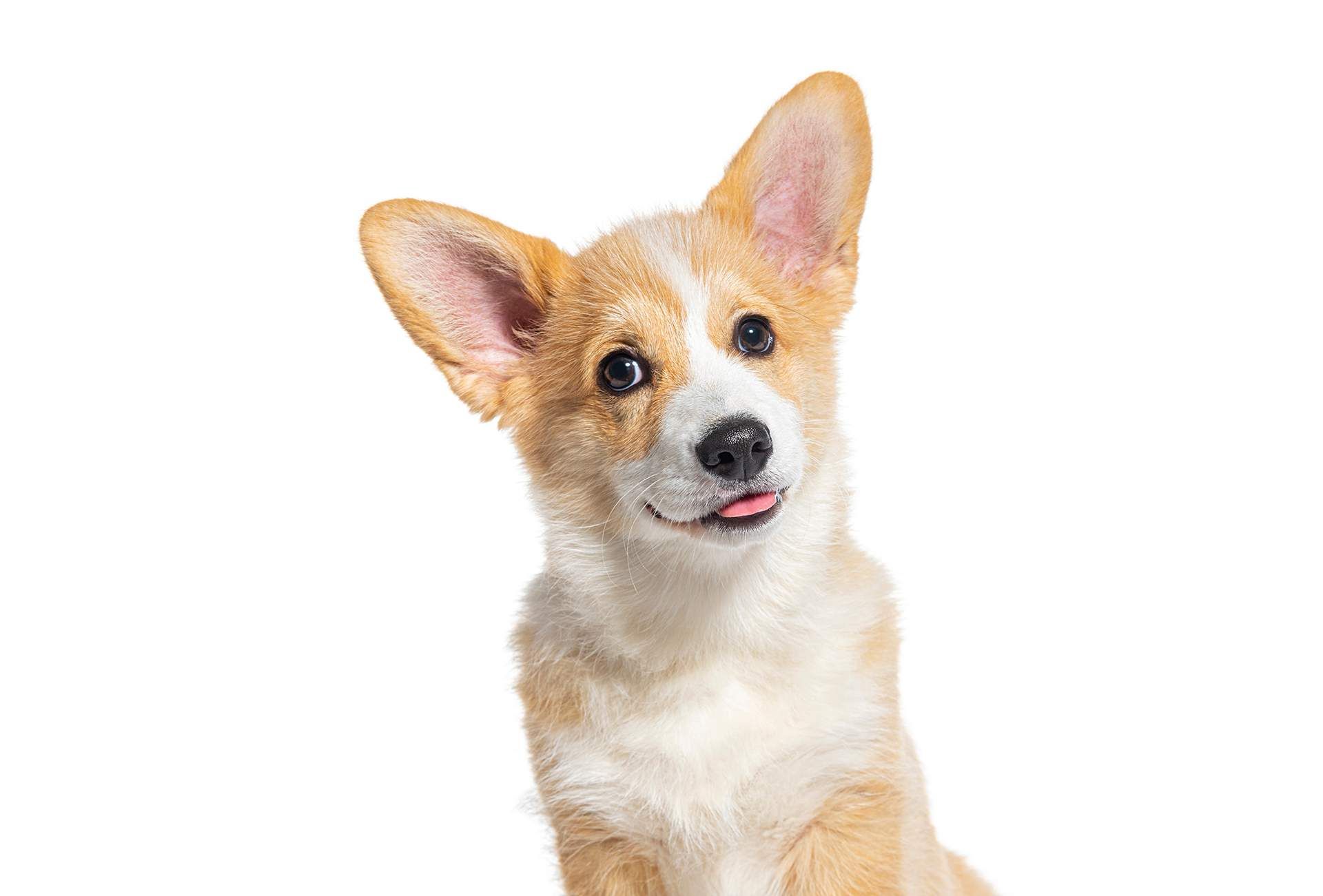 a brown and white corgi puppy is looking up at the camera on a white background .