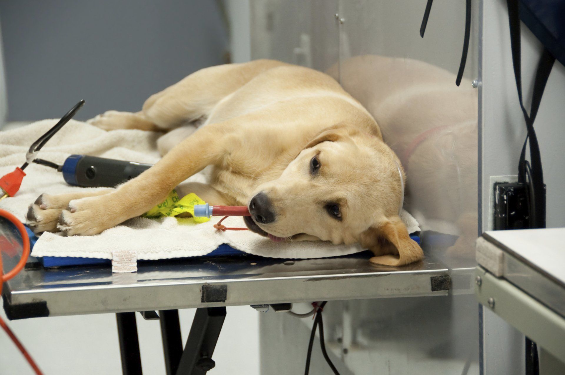 a dog is laying on a table in a veterinary clinic