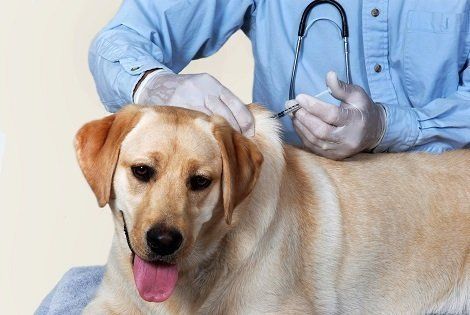 a dog is getting an injection from a veterinarian .