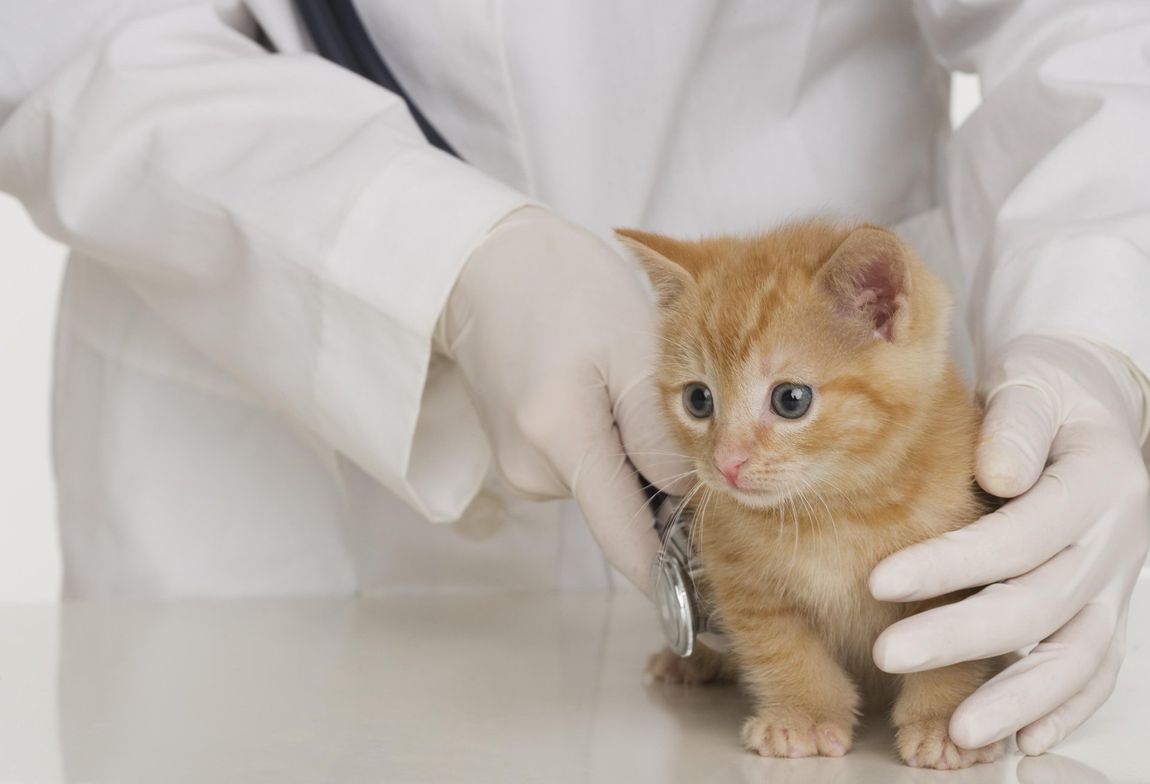 a doctor is examining a kitten with a stethoscope .