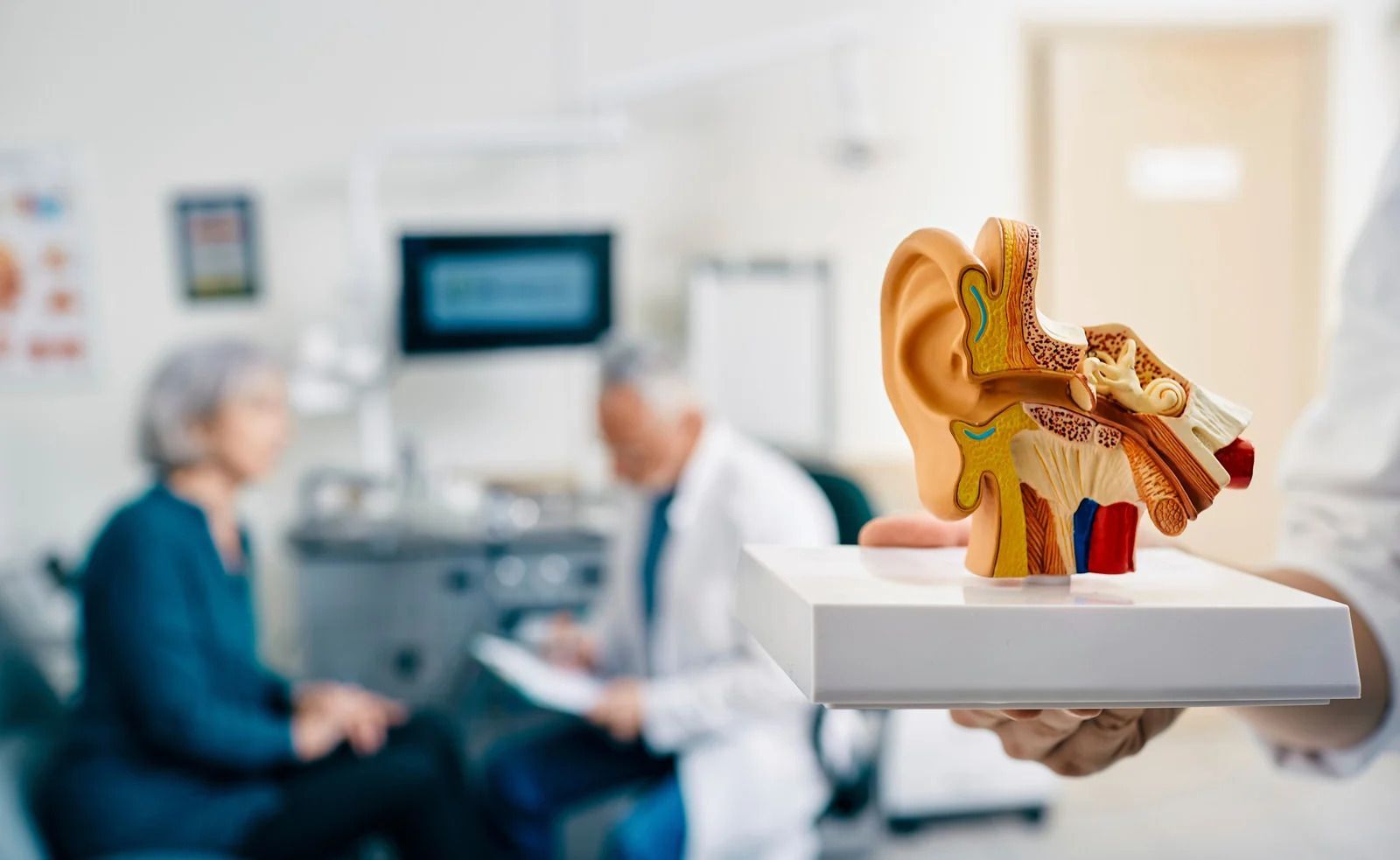 Detailed human ear anatomy model held by audiologist at Audiology First clinic.