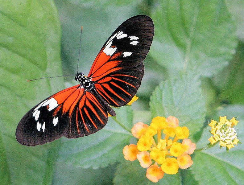 Сколько живут домашние бабочки. Дом бабочек в Вене. Бабочки живут. Где живут бабочки. Где живут бабочки в природе.