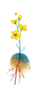 Illustration à l'aquarelle d'une fleur sauvage jaune avec ses racines.