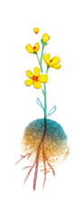 Illustration à l'aquarelle d'une fleur sauvage jaune avec ses racines.