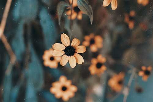 beautiful yellow flower symbolizing basic cremation service planning