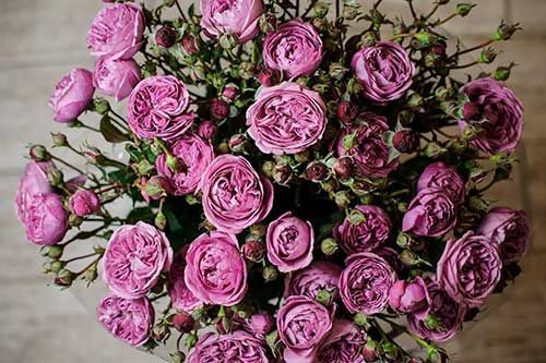 misty bubble rose as a legacy for planning a cremation service