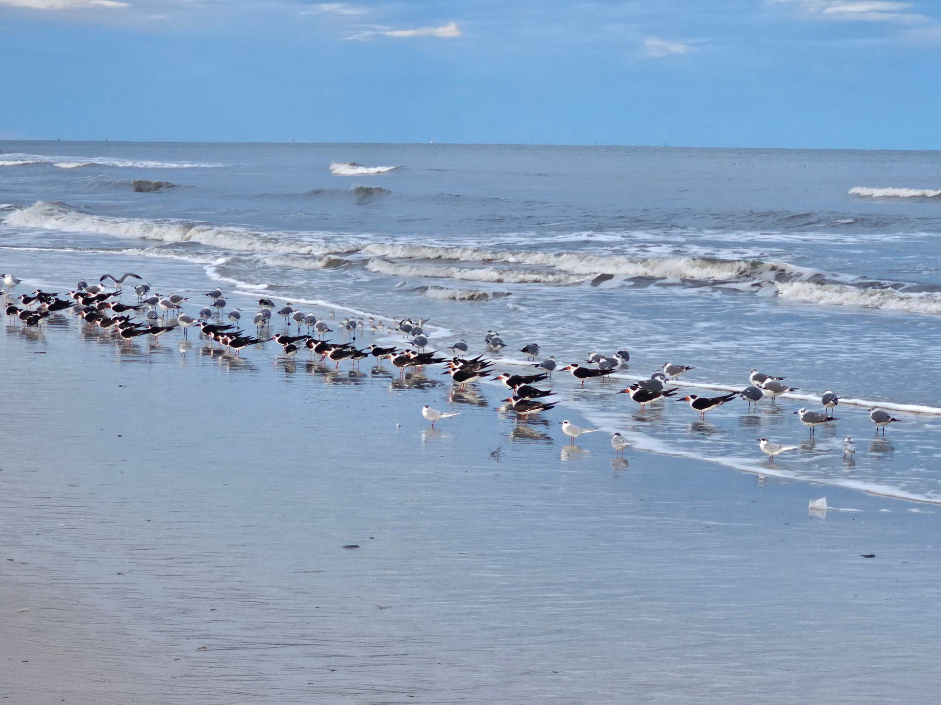 sea birds in the water 