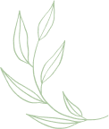 A drawing of a green leaf on a white background.