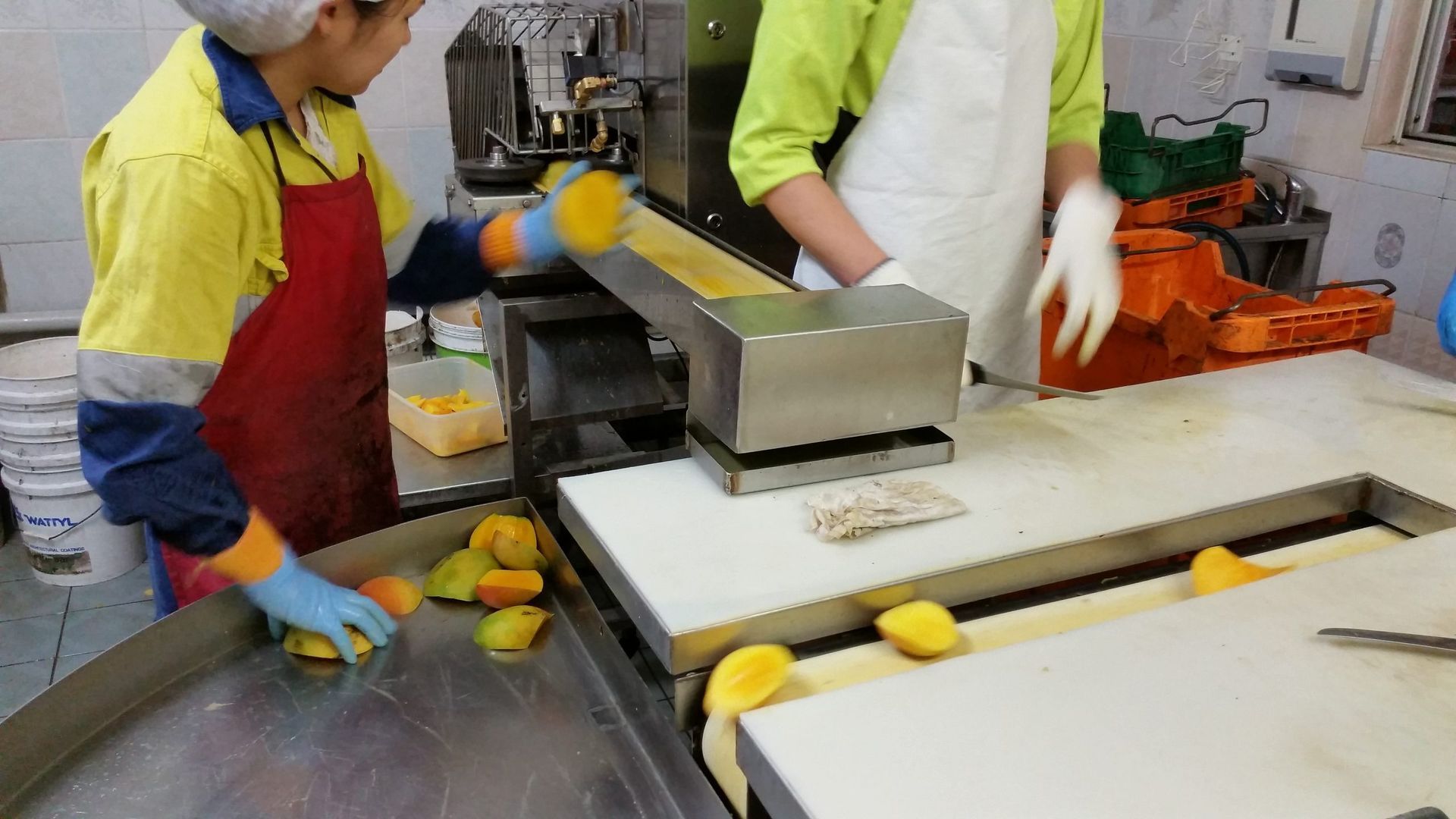 Two People Are Working on a Conveyor Belt in a Kitchen — Mareeba Golden Dried Mangoes in Mareeba, QLD