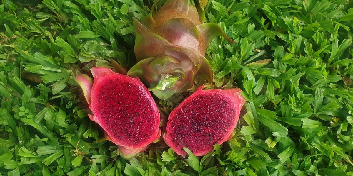 A Bunch of Papaya Slices Are Sitting on Top of Each Other on a Table — Mareeba Golden Dried Mangoes in Mareeba, QLD