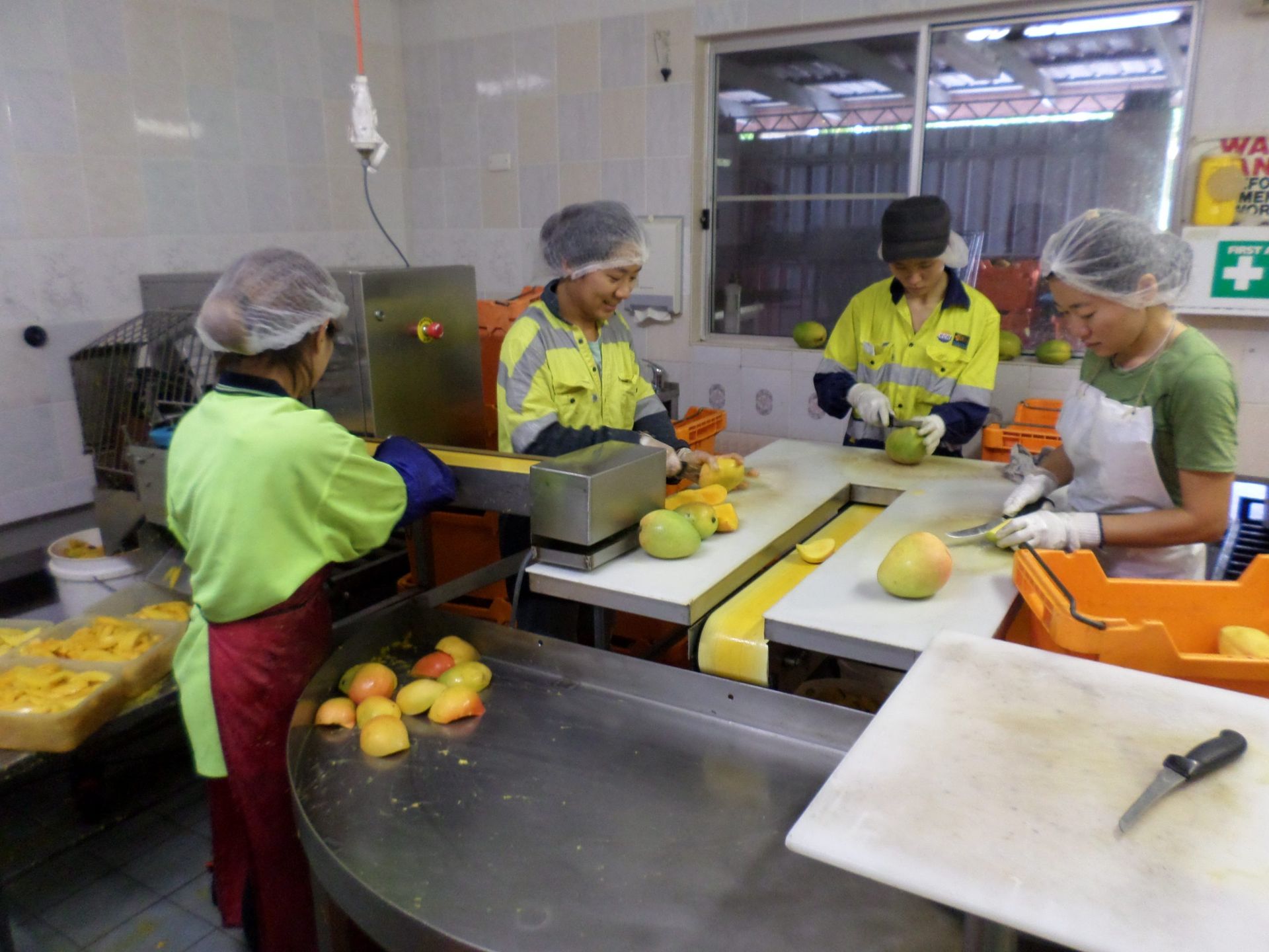 A Group of People Are Working on a Conveyor Belt in a Kitchen — Mareeba Golden Dried Mangoes in Mareeba, QLD