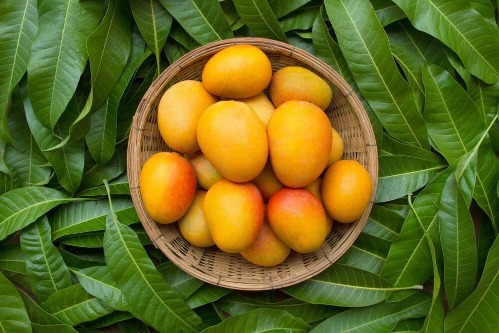 A Basket of Mangoes Sitting on Top of a Pile of Green Leaves — Mareeba Golden Dried Mangoes in Townsville, QLD