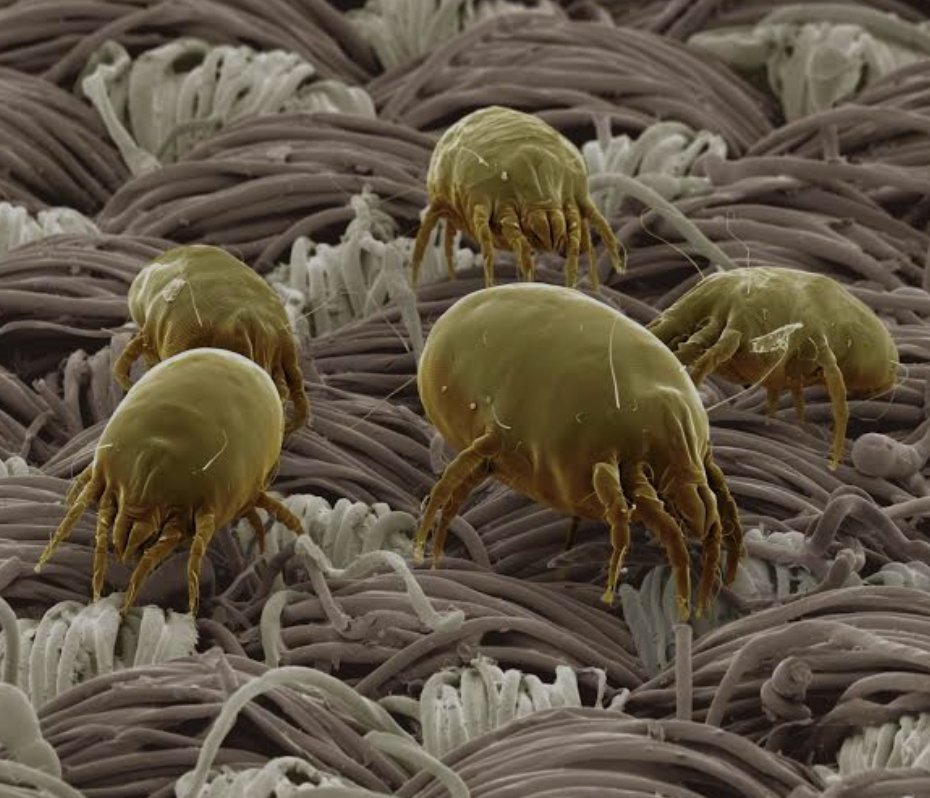 Imagem de ácaros microscópicos em um tapete, representando causa comum da rinite alérgica.