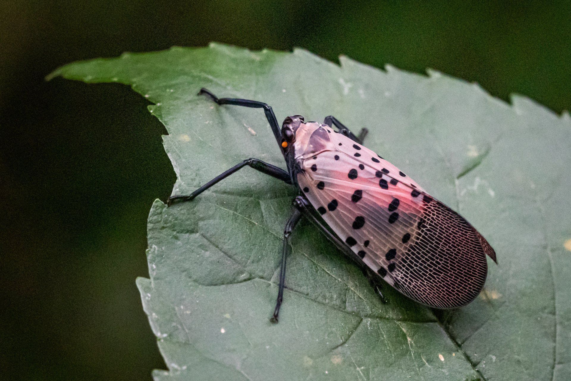 Adult spotted lanternfly with closed wings
