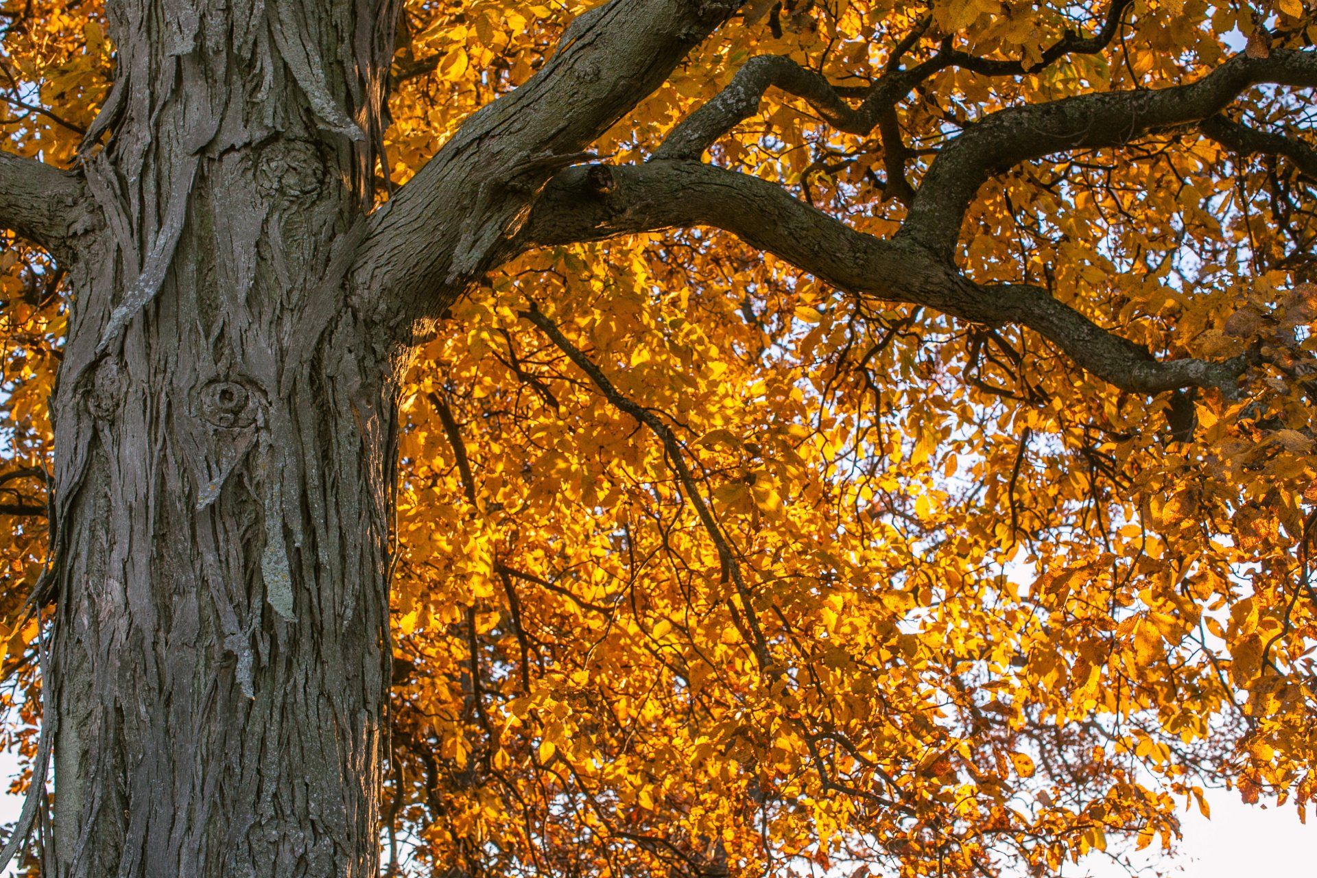 Ohio hickory tree