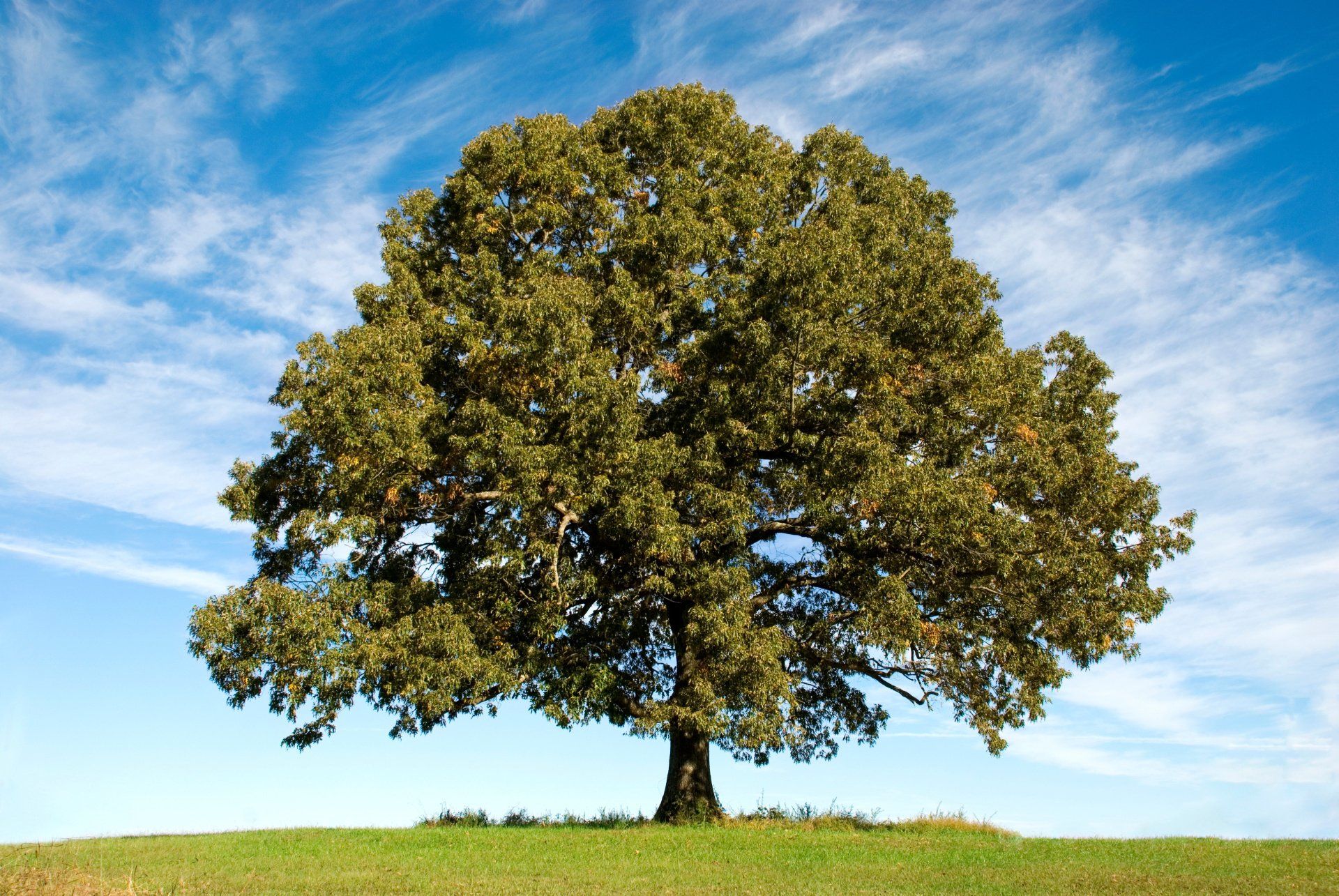 oak tree in ohio
