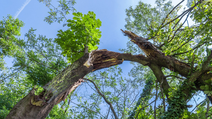 A storm damaged tree in Columbus Ohio