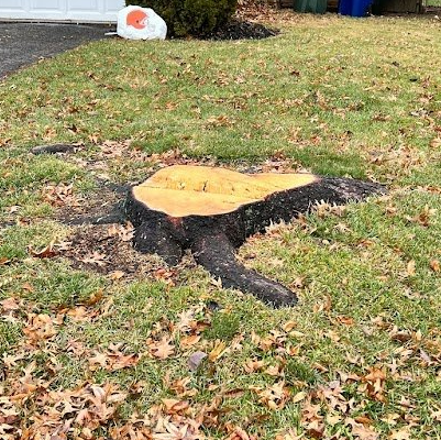 A stump in Columbus Ohio