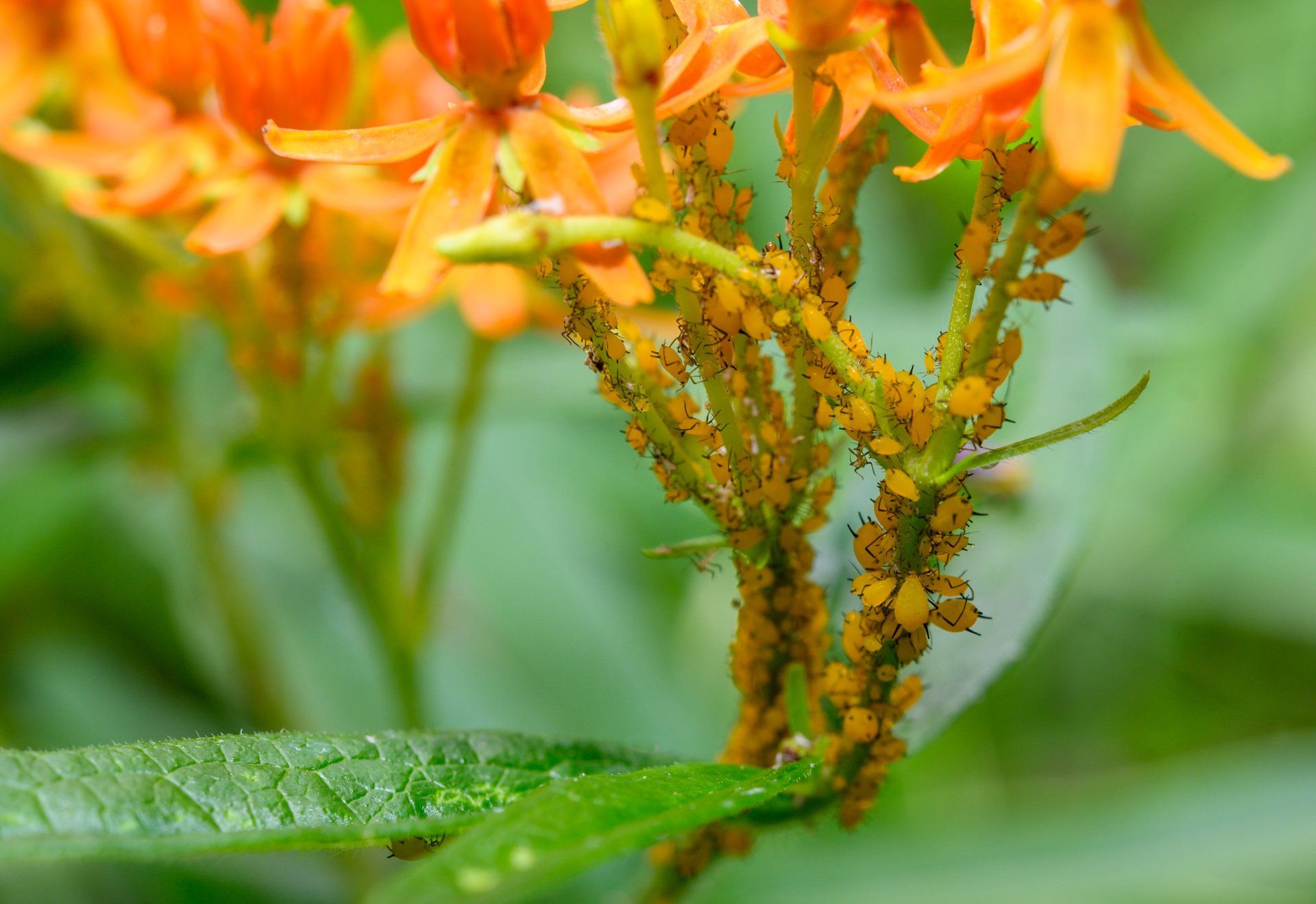 aphids on a lily in Columbus Ohio