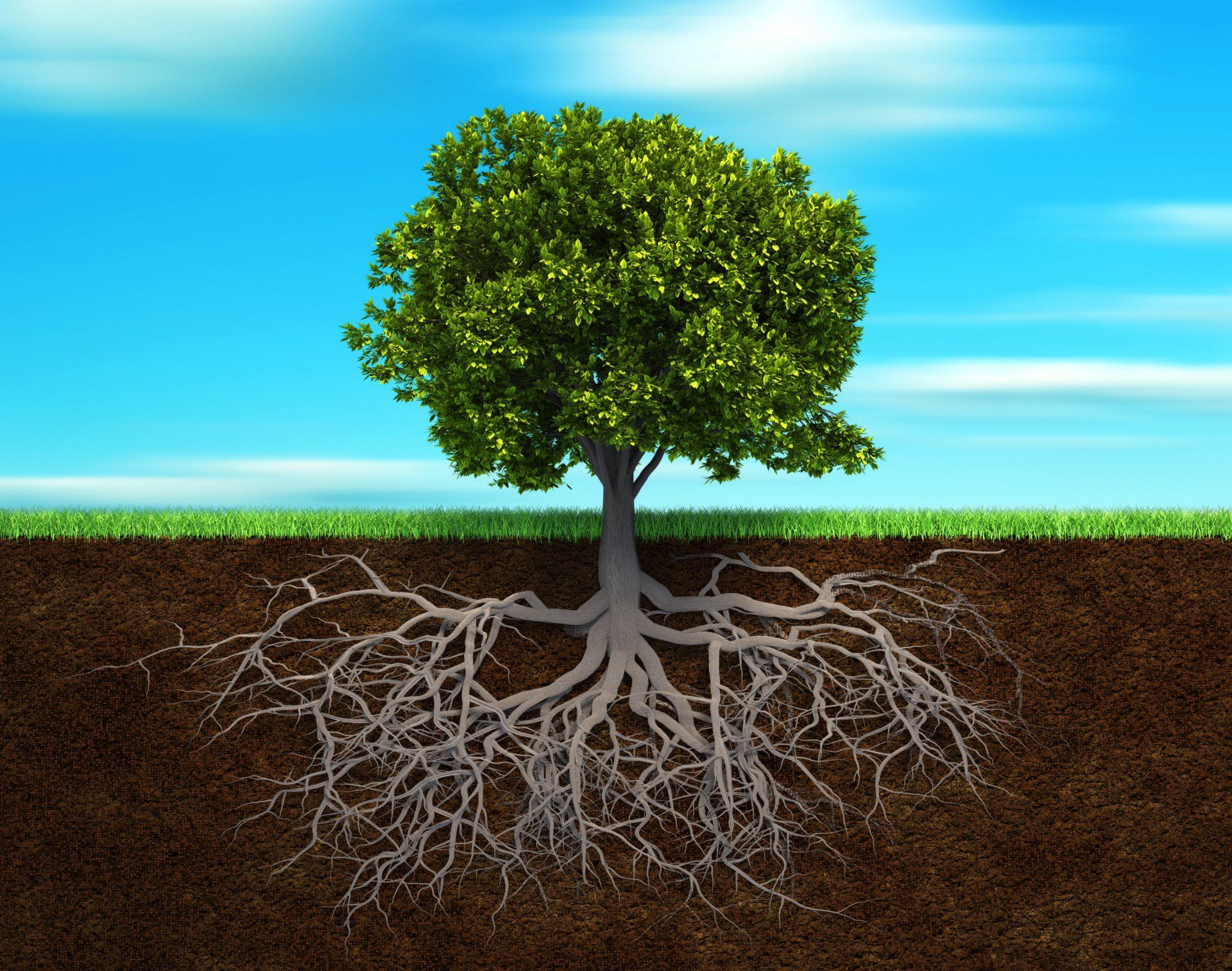 an illustration of a tree and its root system