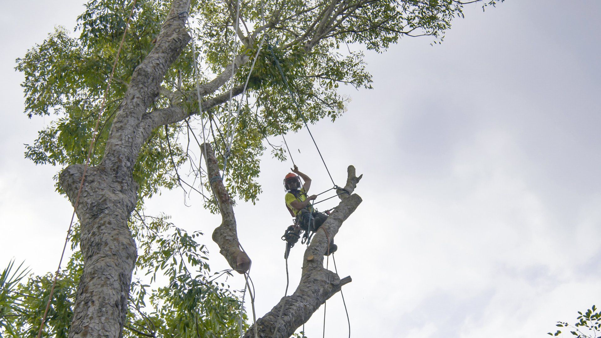 a tree care professional trimming a tree in Westerville Ohio