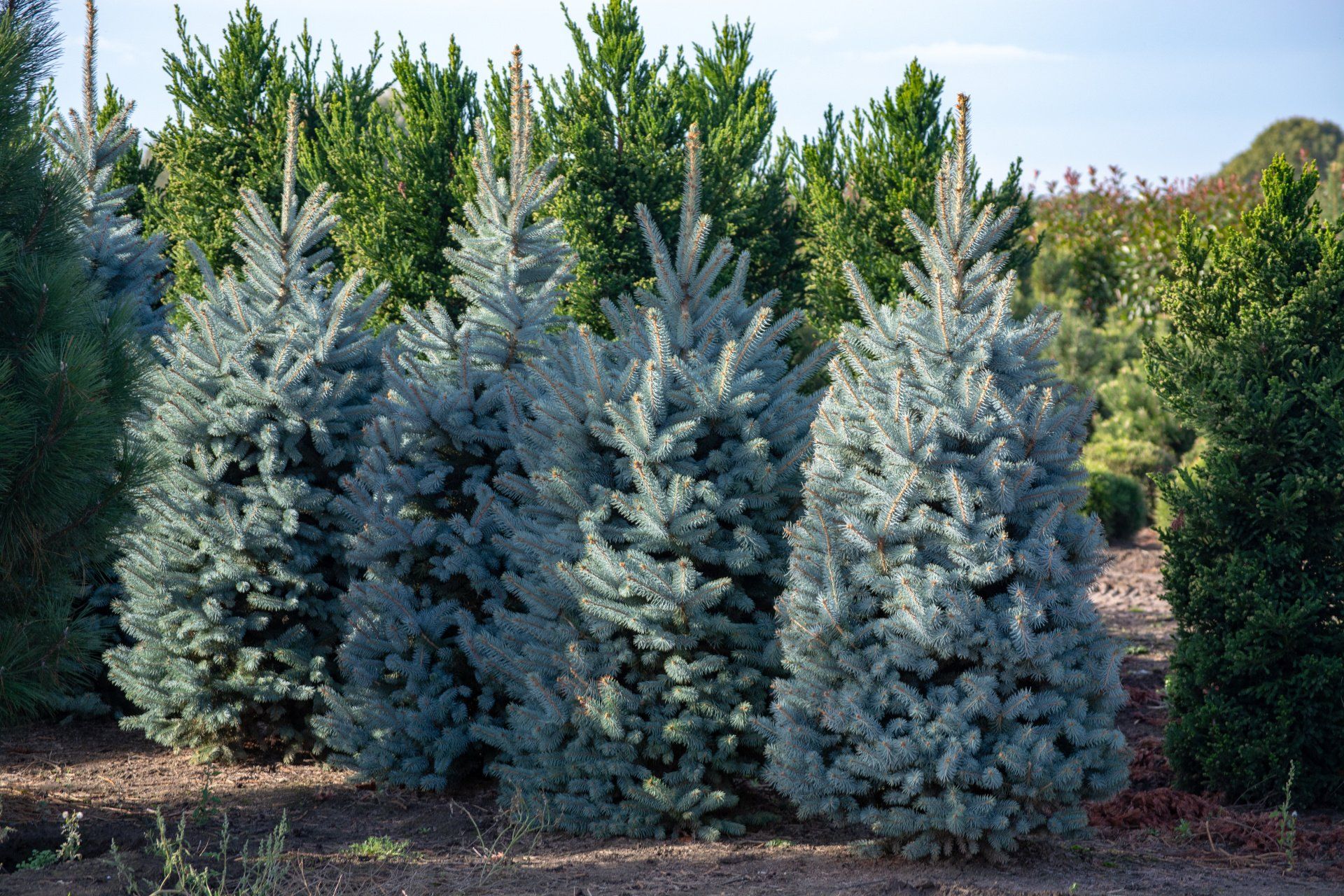 blue spruce in ohio