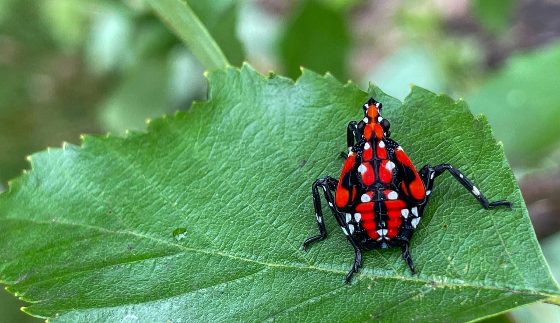 Spotted Lanternfly What to Do If You See One in Columbus Ohio