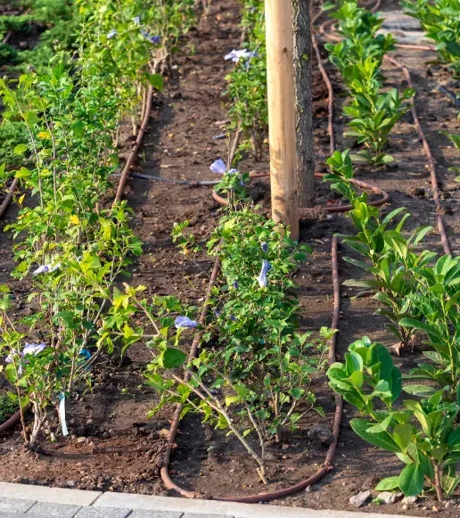 efficient drip irrigation installation fort myers fl