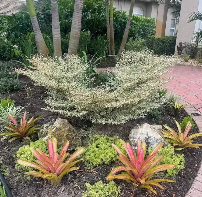 landscaping services in florida gulf coast university