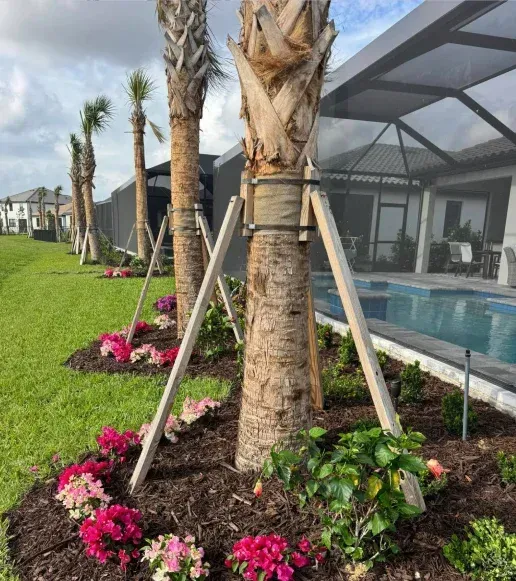 palm tree installation fort myers fl